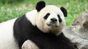 panda