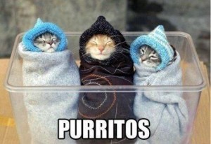 purrrrito